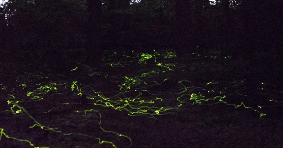 Everything You Need To Know About Blue Ghost Fireflies